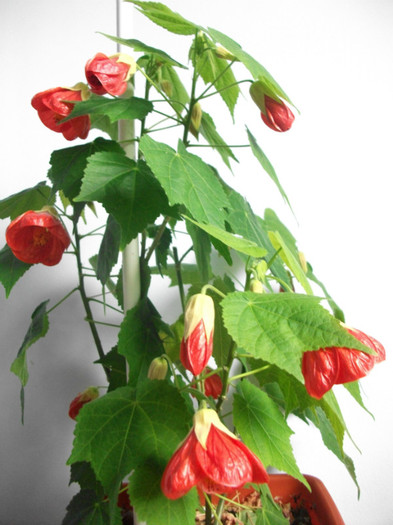 1.04.2012 - abutilon aprilie