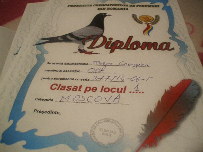 DIPLOMA - Poze porumbei