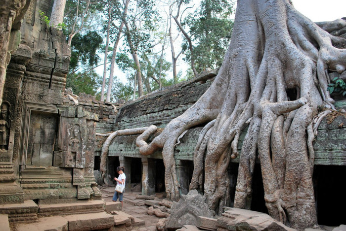 Tetrameles nudiflora ´´mancatorul de cladiri´´