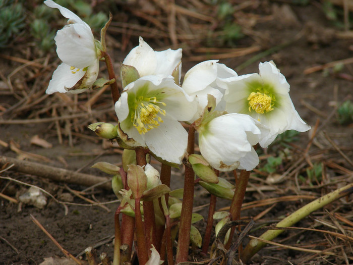 Helleborus Niger