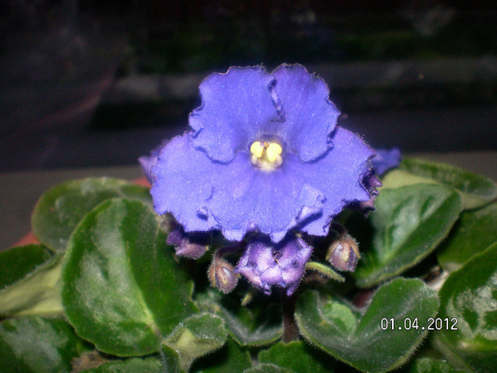 surprize cu volanase