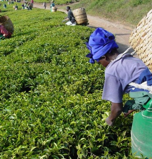 camelia sinensis.ceai verde