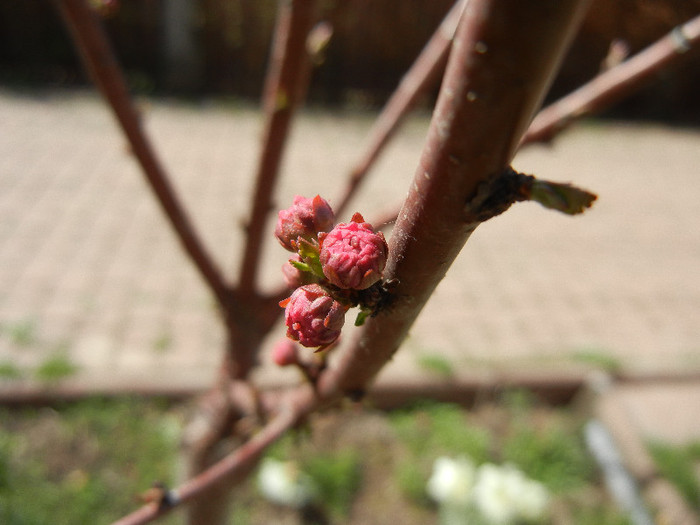 Flowering Almond Tree (2012, March 31) - Prunus triloba