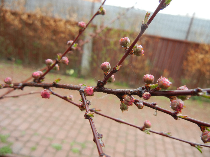 Flowering Almond Tree (2012, April 01) - Prunus triloba