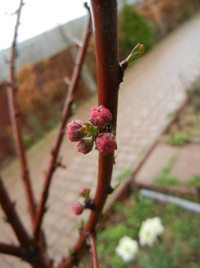 Flowering Almond Tree (2012, April 01) - Prunus triloba