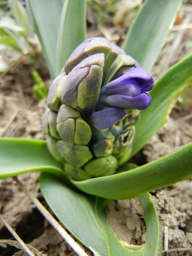 Blue Hyacinth_Zambila (2012, Mar.30) Blue Hyacinth_Zambila (2012, Mar.30)
