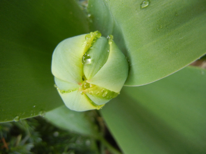 Tulip_Lalea (2012, April 01)
