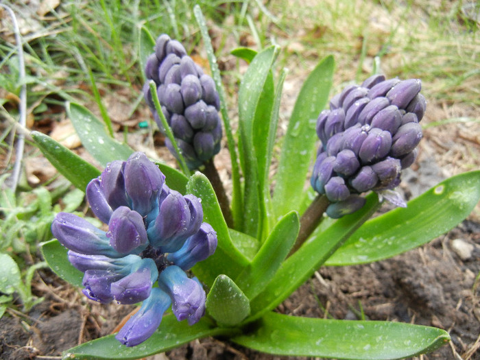 Hyacinth Blue Jacket (2012, April 01) - Hyacinth Blue Jacket