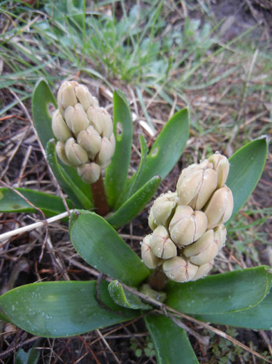 Hyacinth Fondant (2012, April 01)