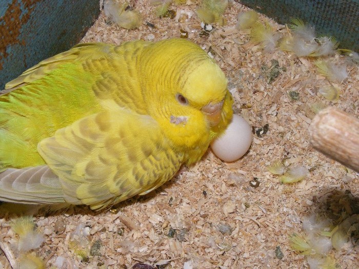 prima serie de oua martie 2012