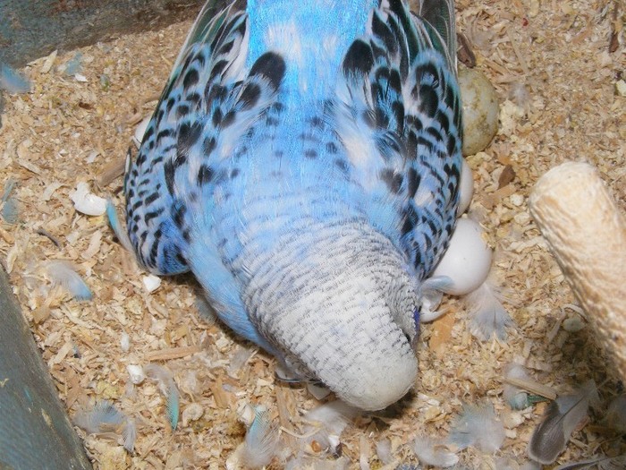 a doua serie de pui martie 2012