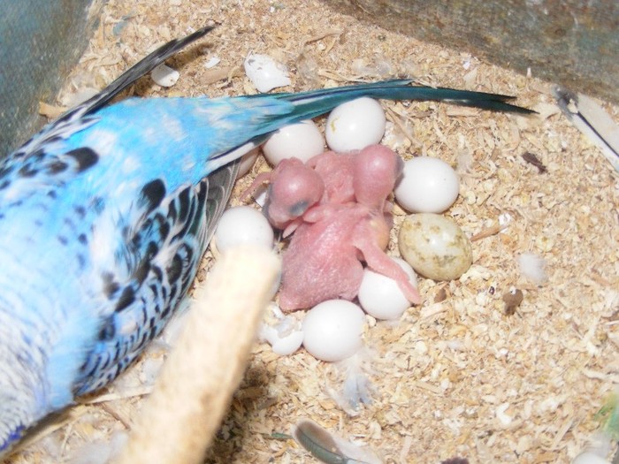 a doua serie de pui martie 2012