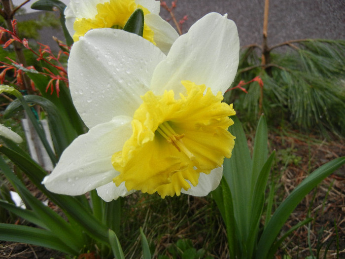 Narcissus Ice Follies (2012, April 01)