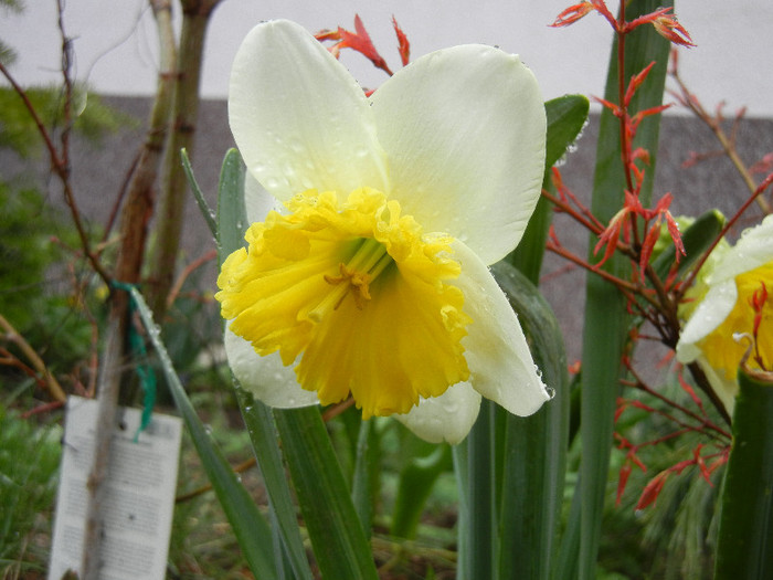 Narcissus Ice Follies (2012, April 01)