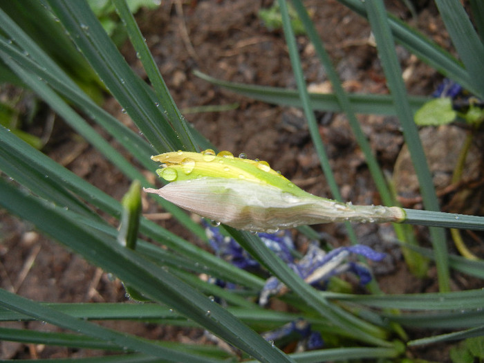 Daffodil Rip van Winkle (2012, April 01) - Narcissus Rip van Winkle