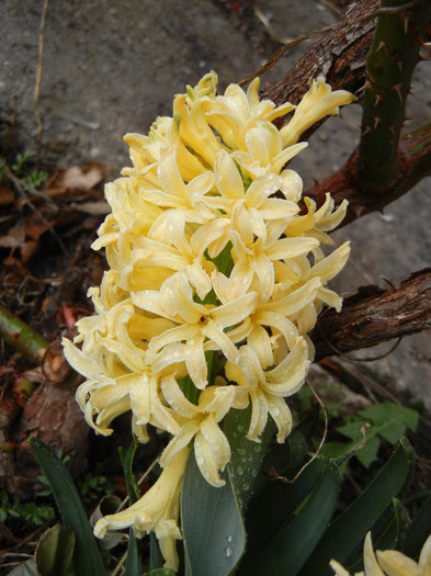 Hyacinth Yellow Queen (2012, April 01) - Hyacinth Yellow Queen