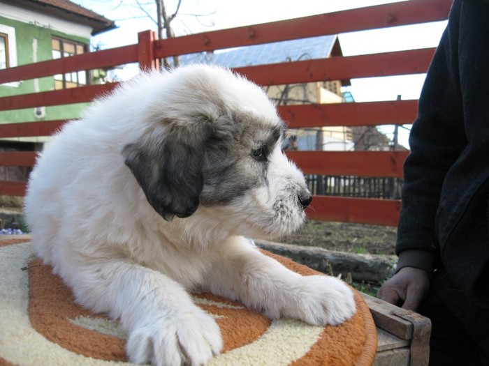 rezervat.mascul 2-6 sapt. - pui C 14-02-2012 Molda - Max