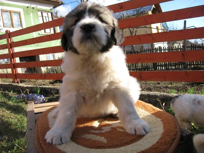 rezervat.femela 1-6 sapt. - pui C 14-02-2012 Molda - Max