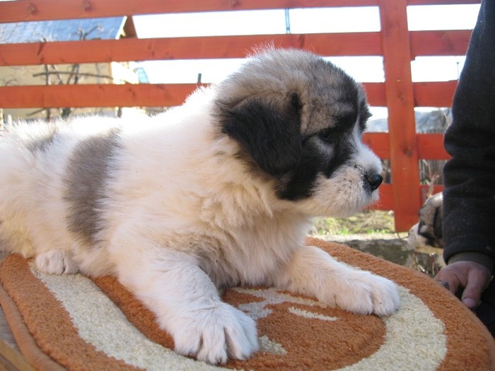 rezervat.femela 1-6 sapt. - pui C 14-02-2012 Molda - Max