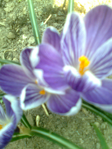 crocus - flori 2012