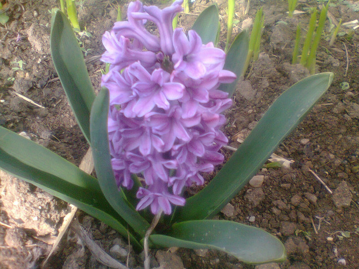 mov lila - flori 2012