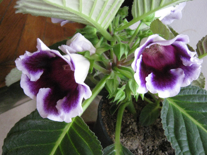 Gloxi Kaiser Wilhelm, martie 2012 - Gloxinia