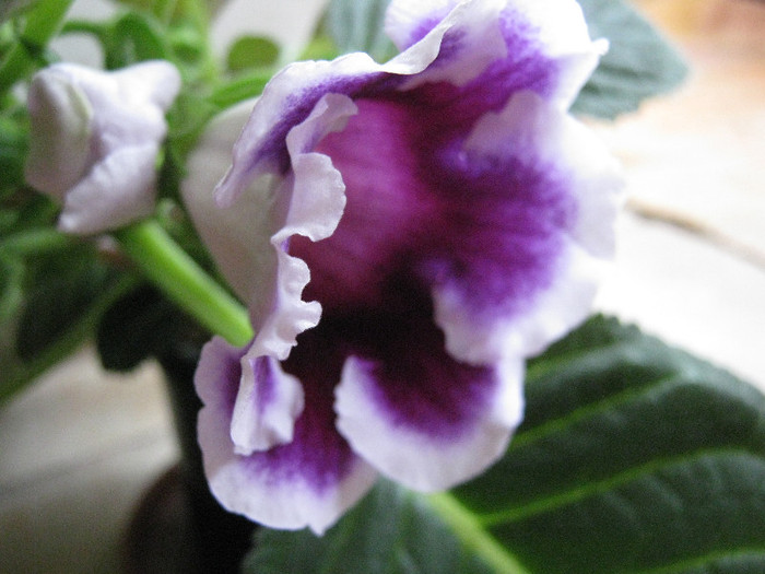 Gloxi Kaiser Wilhelm, martie 2012 - Gloxinia