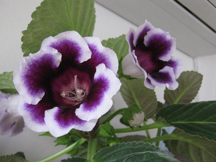 Gloxi Kaiser Wilhelm, martie 2012 - Gloxinia