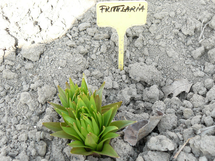 Picture 068 - Fritillaria imperialis