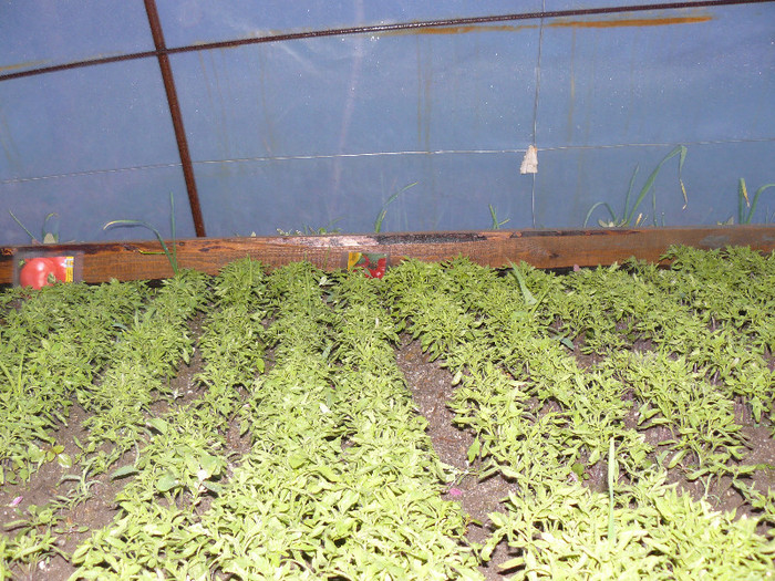 Picture 086; Evolutie rosii rasad
