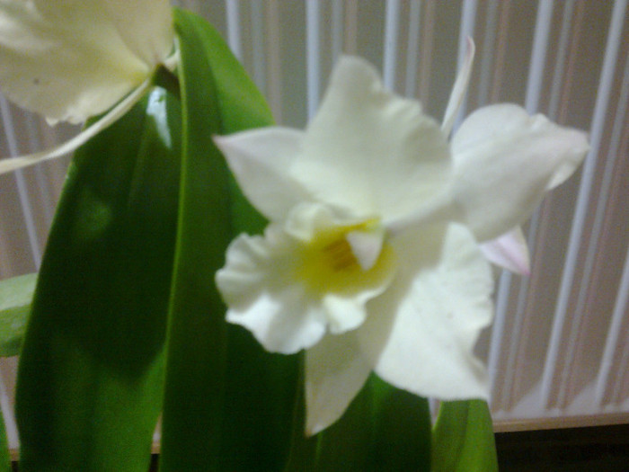 1 alb crem - orhidee la gramada