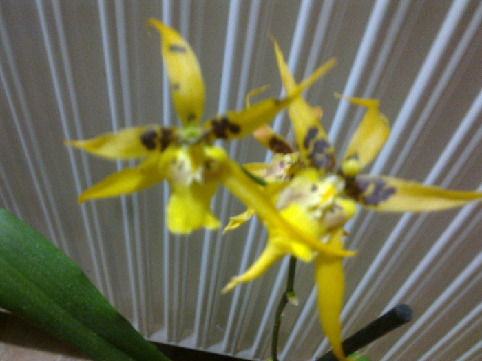 brasia rex sakat1 - orhidee la gramada