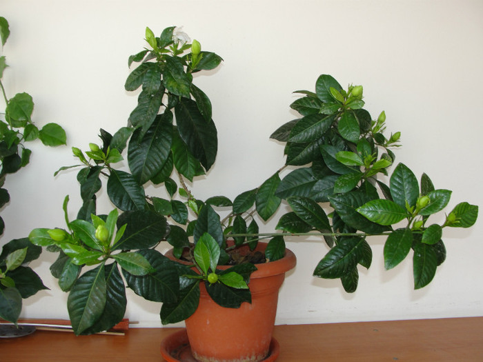 gardenia