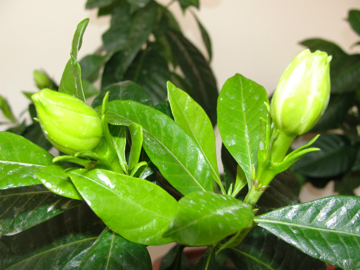 boboci gardenia