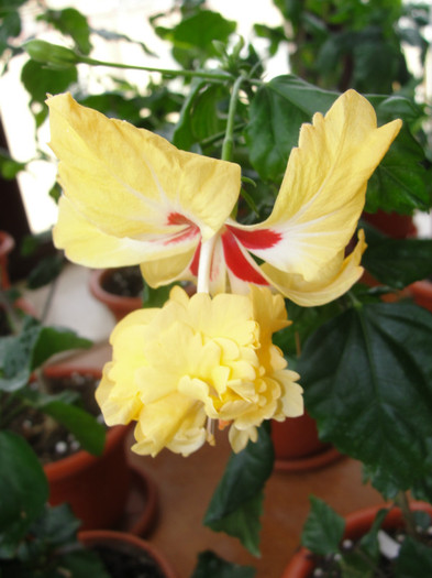 hibi el capitolio sport of sport