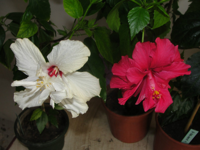 hibi alb si siclam batut