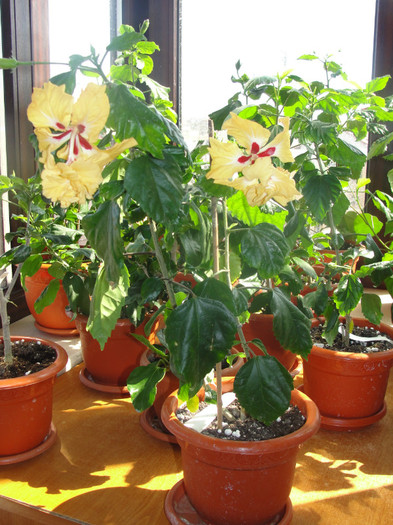 hibi el capitolio sport of sport - B-hibiscus-planta intreaga-2012