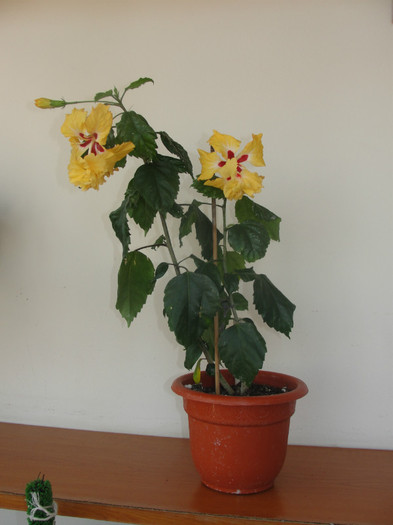  - B-hibiscus-planta intreaga-2012