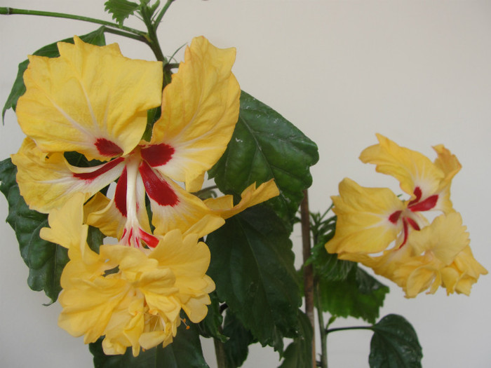 hibi el capitolio sport of sport