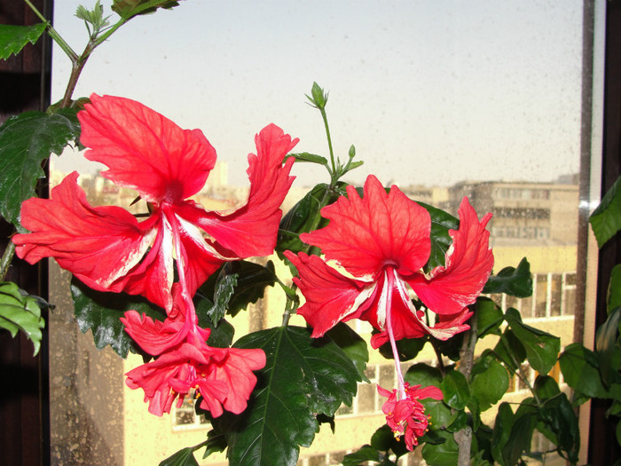hibi schizopetalus pagoda