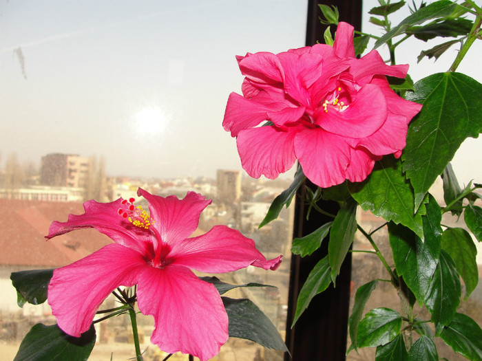 19.03.12 - B-hibiscus-2012 1