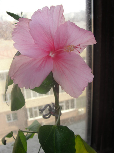 hibi dainty pink - B-hibiscus-2012 1