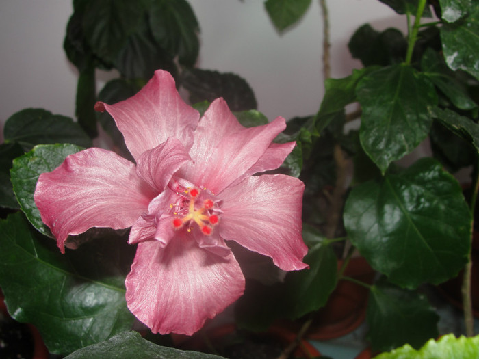 hibi blue diamond - B-hibiscus de la Gommer 2012