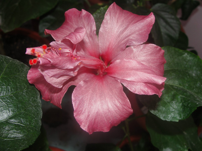 21.03.12 - B-hibiscus de la Gommer 2012