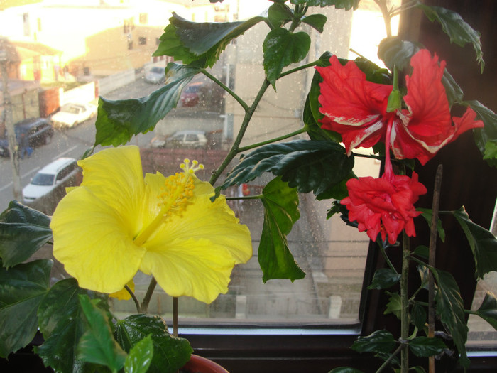 hibi senegal si schizo pagoda - B-hibiscus-2012 1