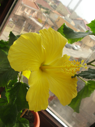 hibi senegal - B-hibiscus-2012 1