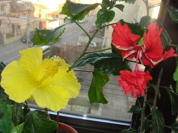 22.03.12 - B-hibiscus-2012 1
