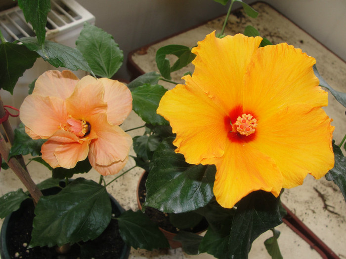 hibi bari si cais batut