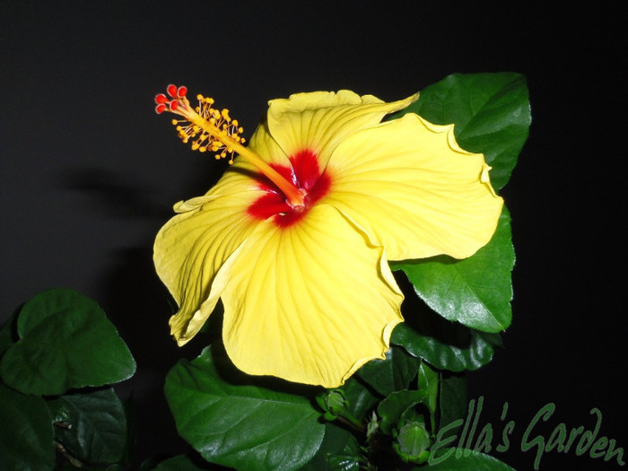 01 apr. 2012 / Kim - 2012 Hibiscus