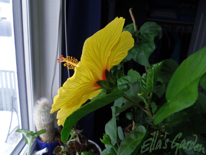 01 apr. 2012 - 2012 Hibiscus